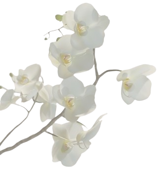 Decoration